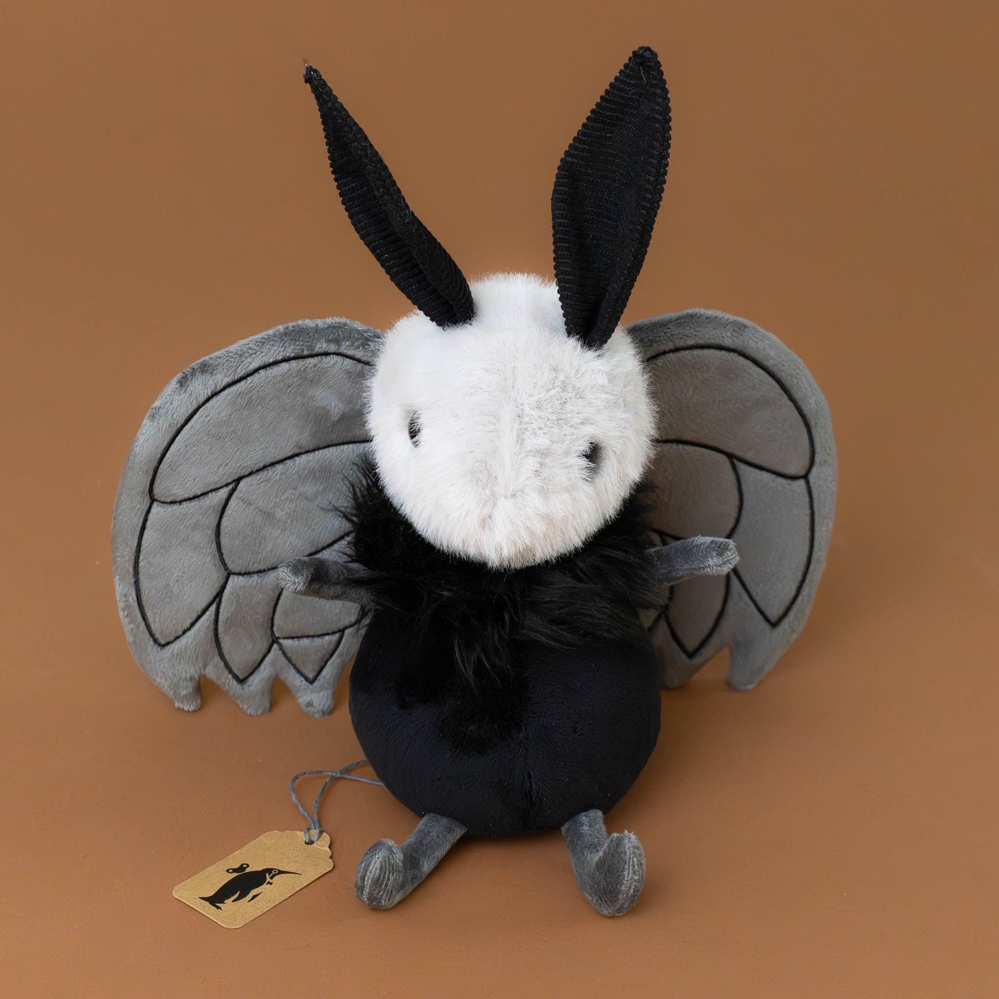 fuzzy-white-faced-miff-mothman-with-corded-antenae-black-body-grey-wings-and-limbs