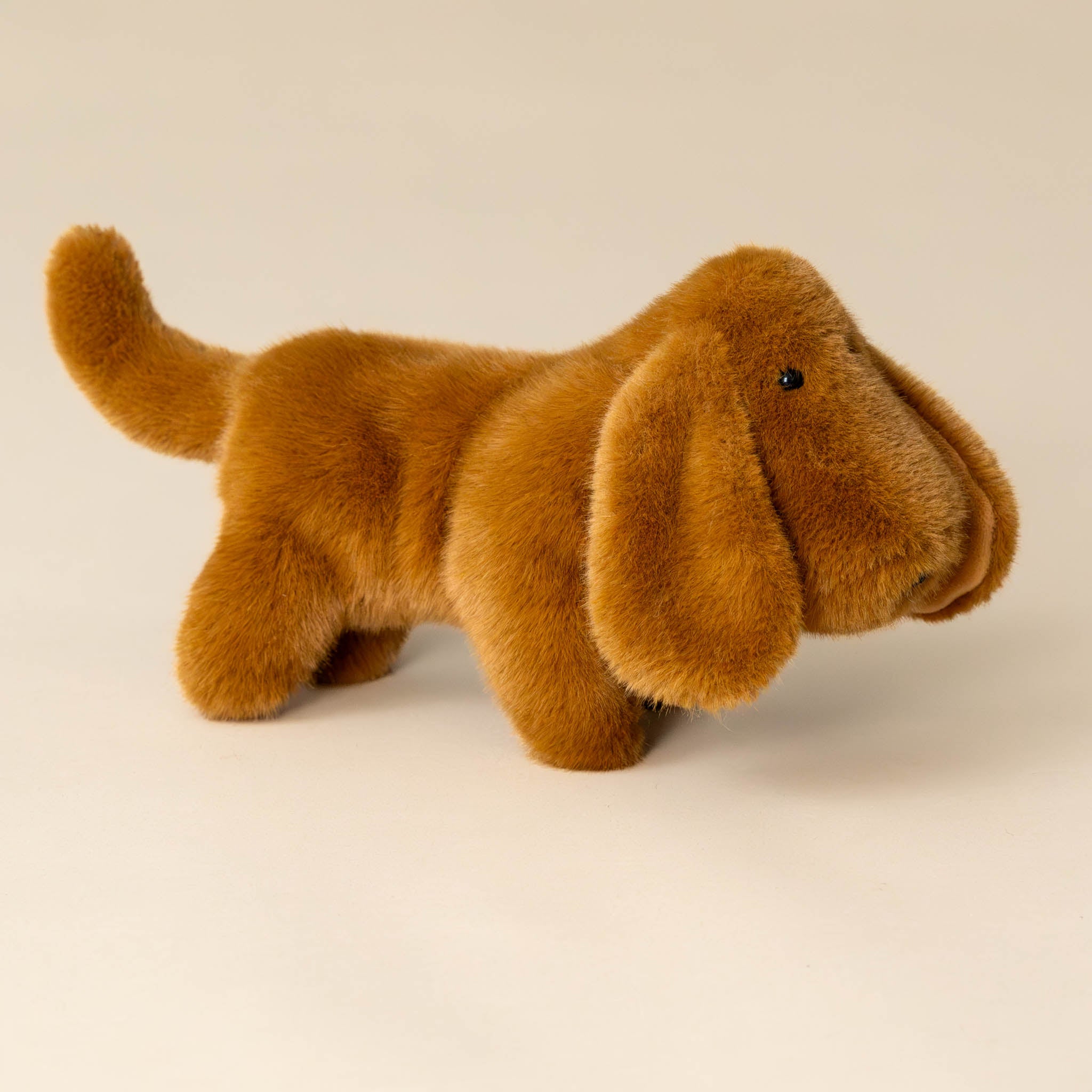 Muzzle Dale Dachshund Pup | Small