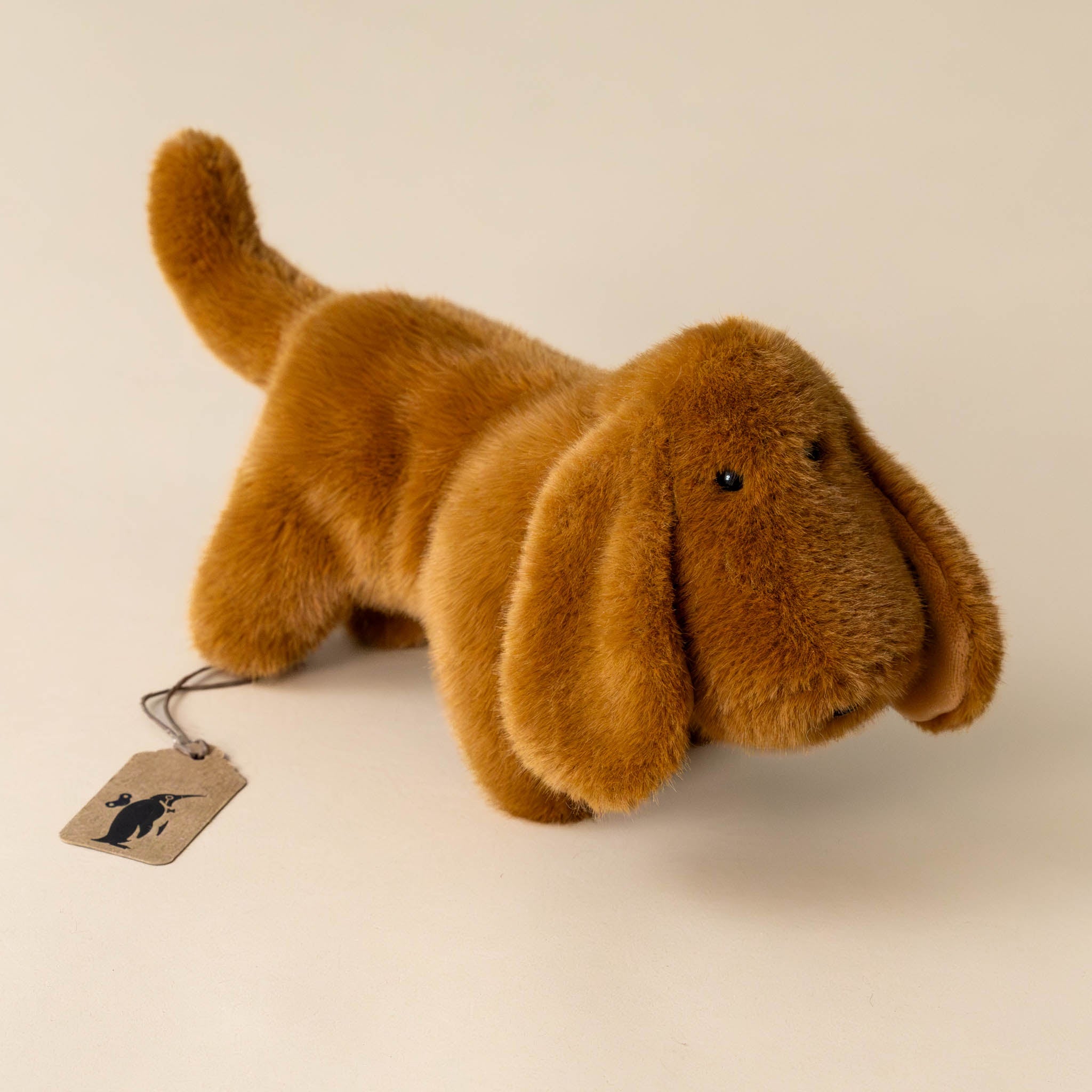 Muzzle Dale Dachshund Pup