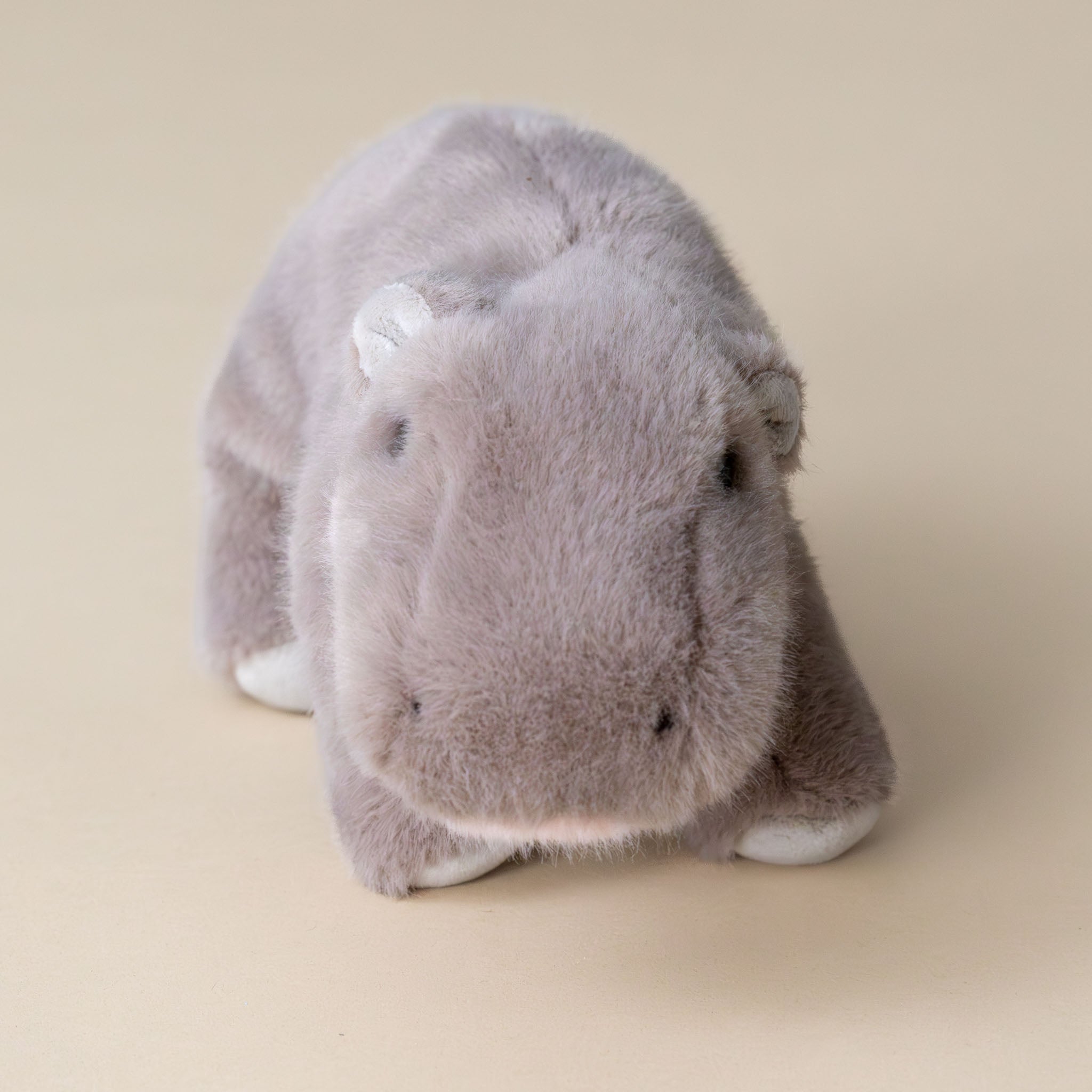 nibbles-the-purple-grey-pygmy-hippo-face