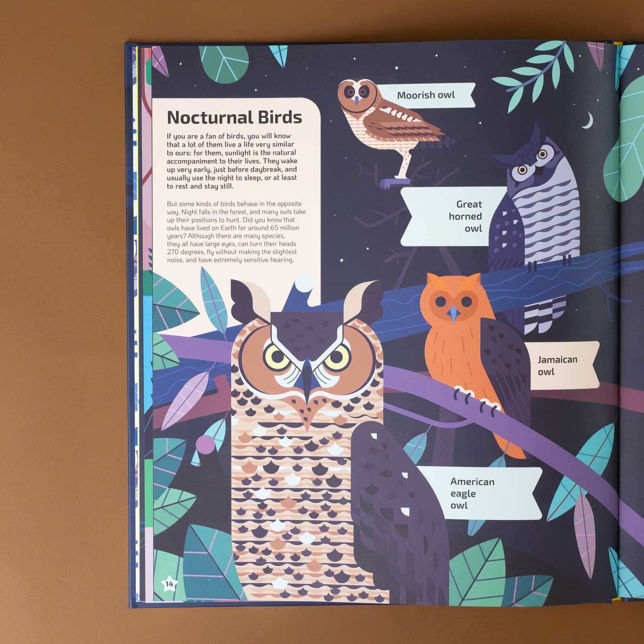 section-titled-nocturnal-birds-with-text-and-illustrations-of-moorish-owl-great-horned-owl-jamaican-owl-and-amercan-eagle-owl