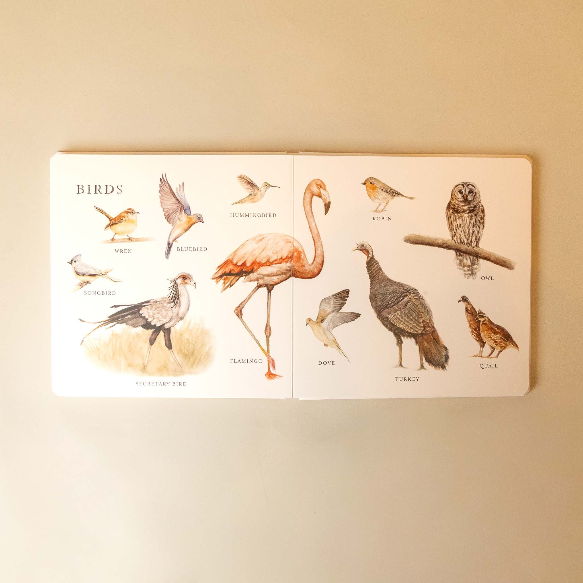 Open our-big-book-of-animals showing illustrations of various birds on a beige background
