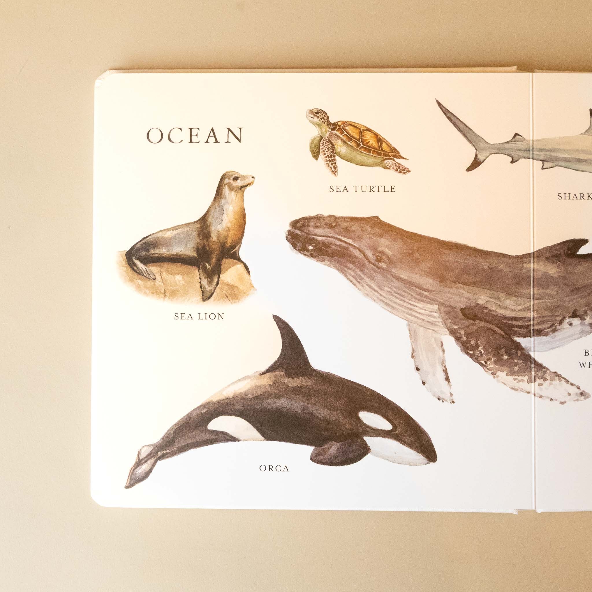 Illustrations of ocean animals on a our-big-book-of-animals page with a beige background