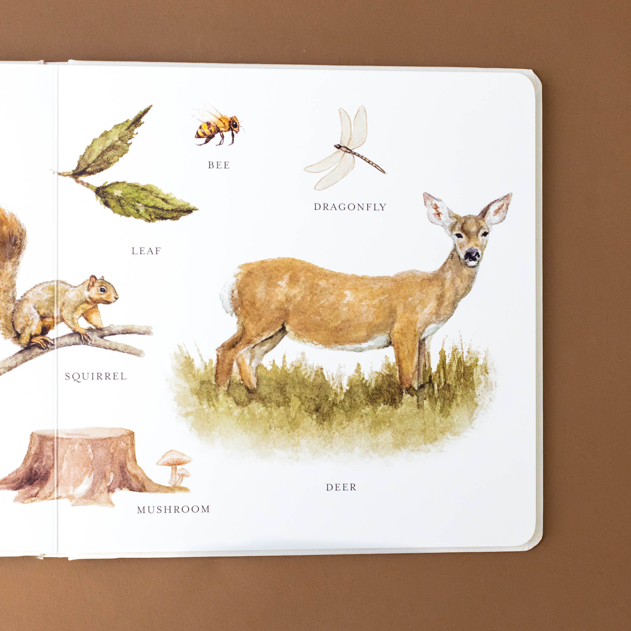 interior-page-pictures-of-squirrel-leaves-bee-dragonfly-mushroom-deer