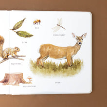 Load image into Gallery viewer, interior-page-pictures-of-squirrel-leaves-bee-dragonfly-mushroom-deer