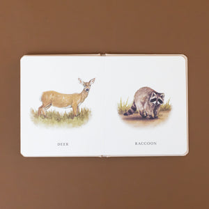 picture-labeled-deer-and-raccoon