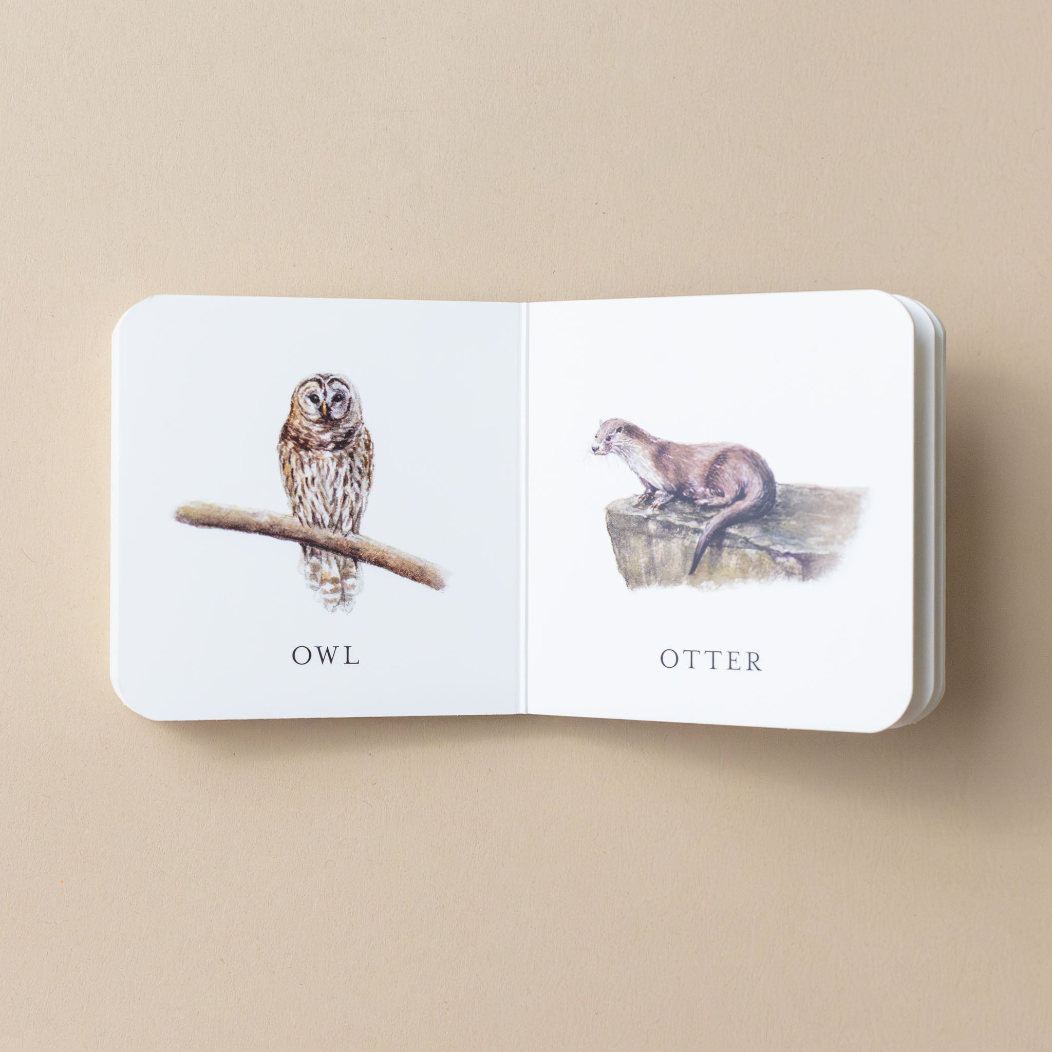 our-very-little-library-box-set-with-owl-and-otter-illustration-and-text