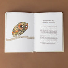 Load image into Gallery viewer, flammulated-owl-text-and-illustration-of-him-on-a-branch