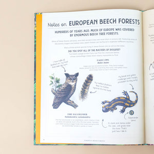 section-titled-european-beech-forests-with-illustrations-of-eagle-owl-and-fire-salamander