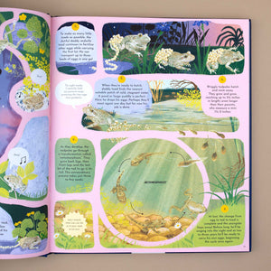 Toads life cycle from Round and Round Goes Mother Nature Book by Gabby Gabby Dawnay and Margaux Samson Abadie