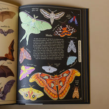 Load image into Gallery viewer, very-colorful-moths-illustrations-and-text
