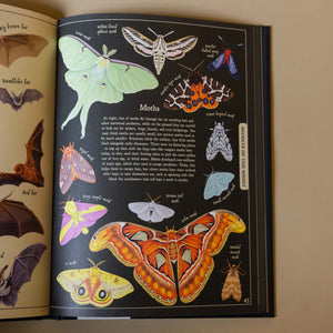 very-colorful-moths-illustrations-and-text
