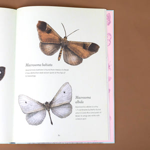 macrosoma-bahiata-brown-spotted-butterfly-macrosoma-albida-white-butterfly