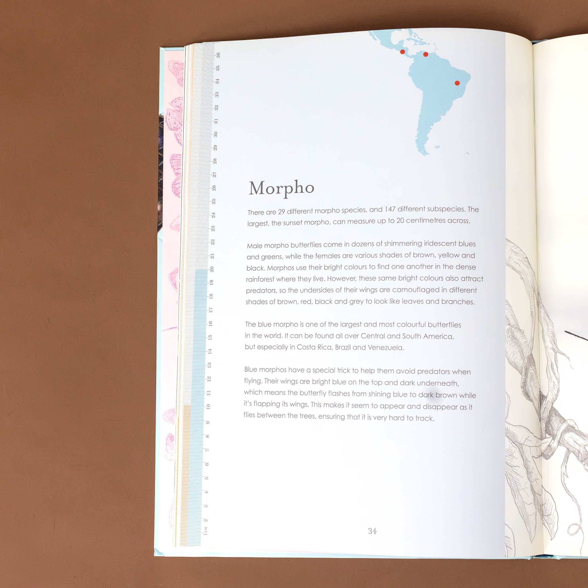 text-describing-morpho-butterfiles-with-illustration-showing-locations-in-south-america