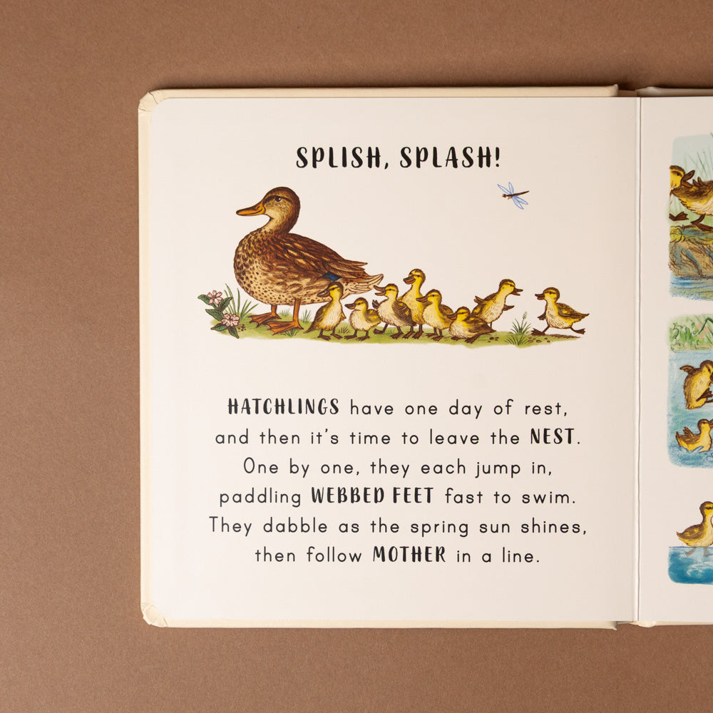 slow-down-in-the-park-board-book open-book-with-title-splish-splash-and-illustration and text about duck hatchlings