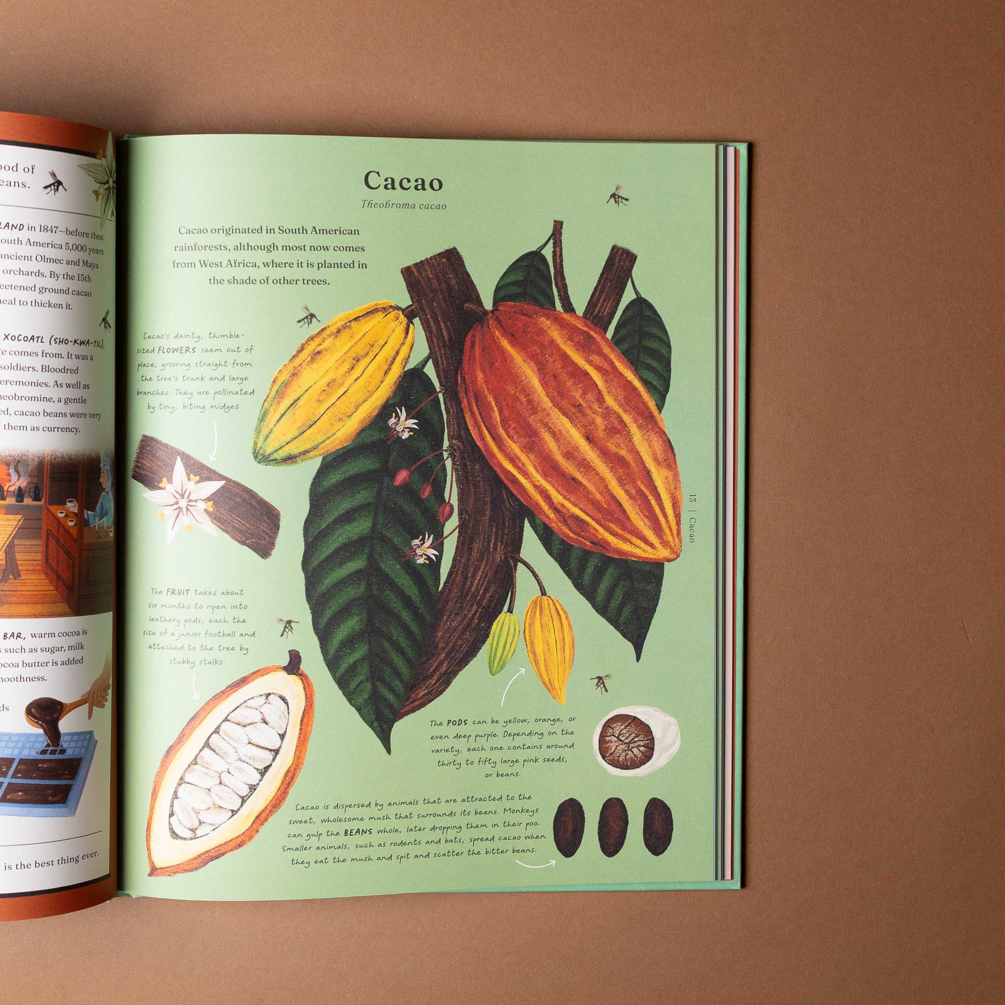 stuff-that-stuff-is-made-of Book open to a page with illustrations of cacao fruits and leaves on a brown background