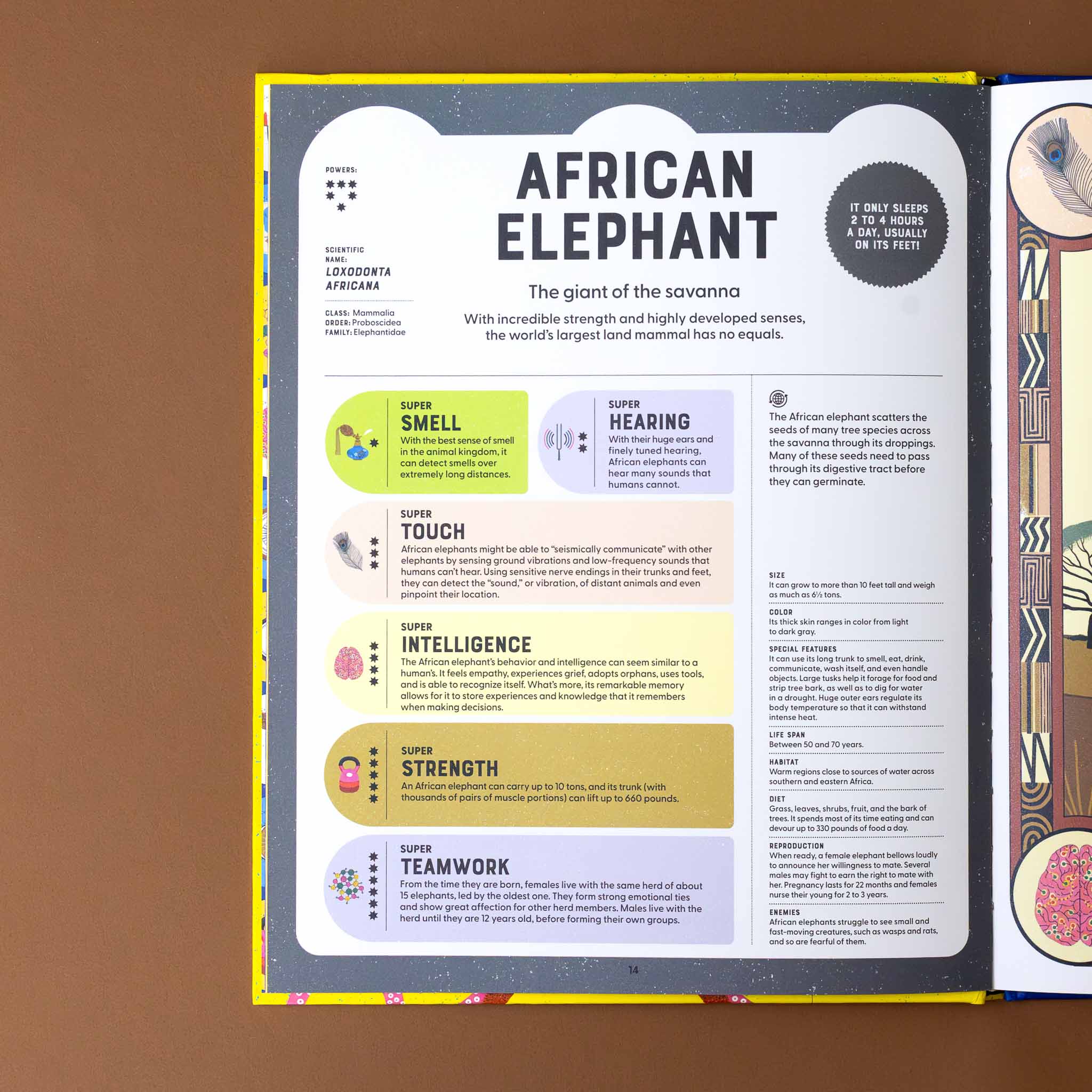 super-powered-animals-book-interior-page-african-elephant-with-text-detailing-smell-touch-hearing-intellegence-strength-and-teamwork