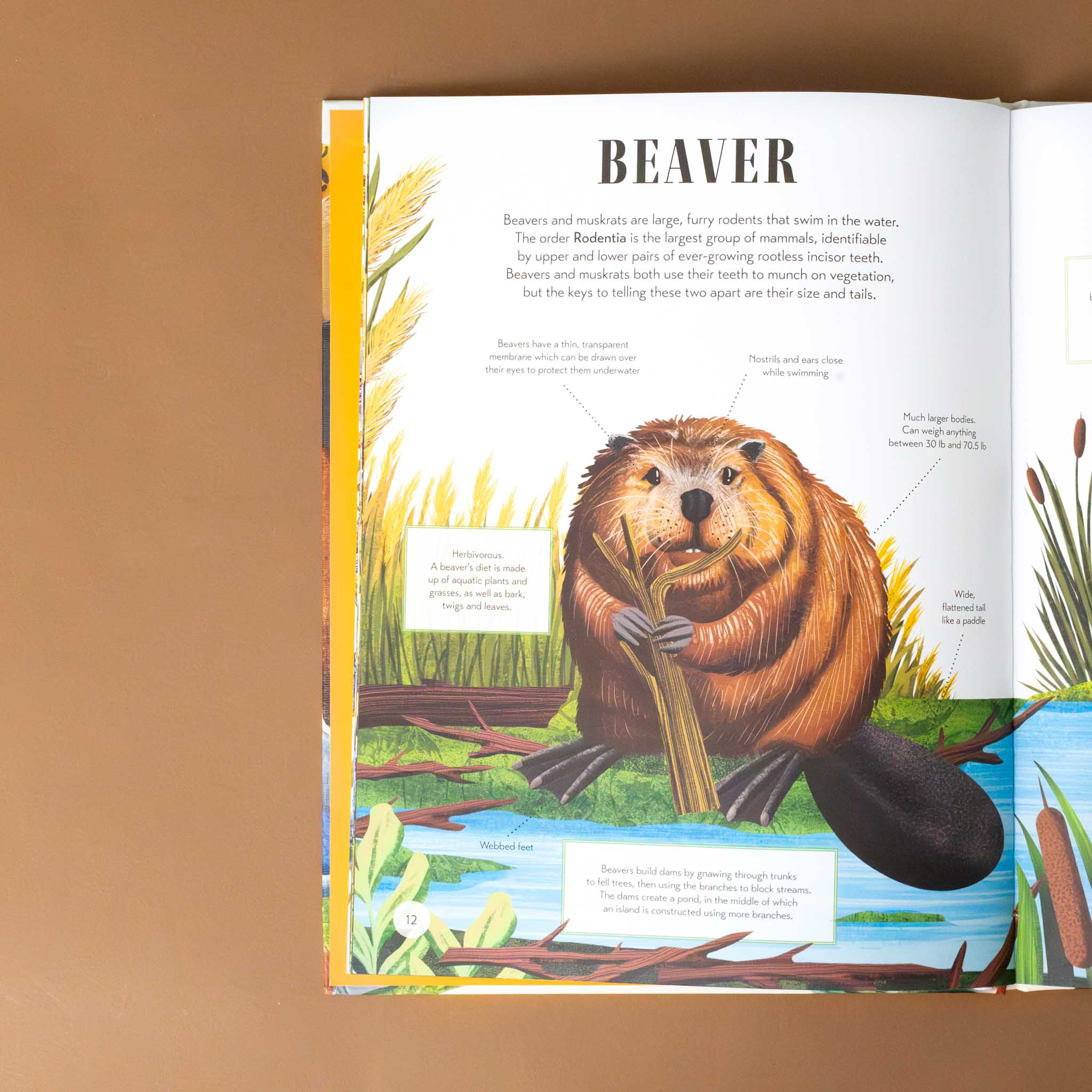 beaver-with-text-and-illustration