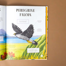 Load image into Gallery viewer, peregrine-falcon-with-text-and-illustration