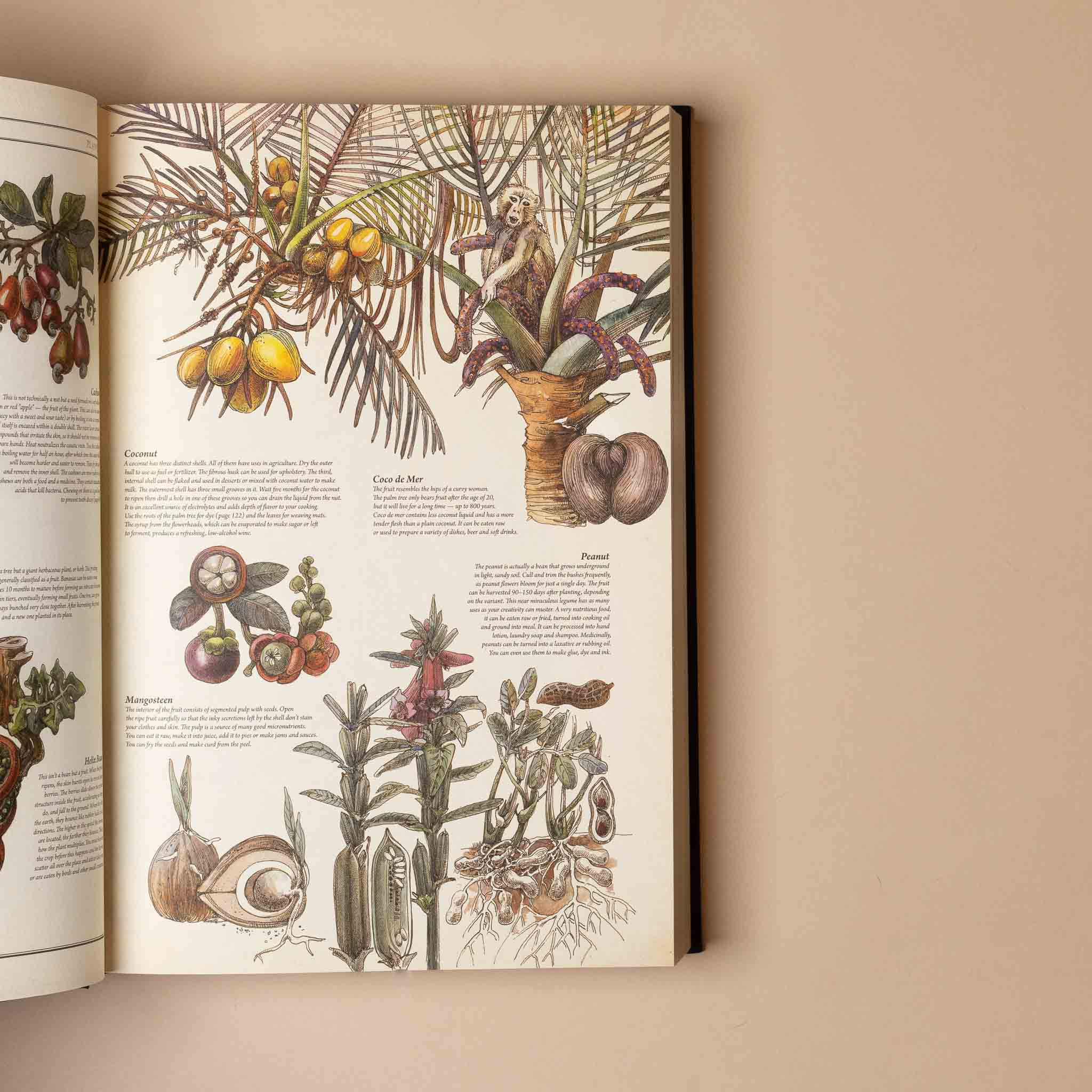 the-book-the-ultimate-guide-to-rebuilding-civilization Illustrated book open to a page with botanical drawings on a beige background