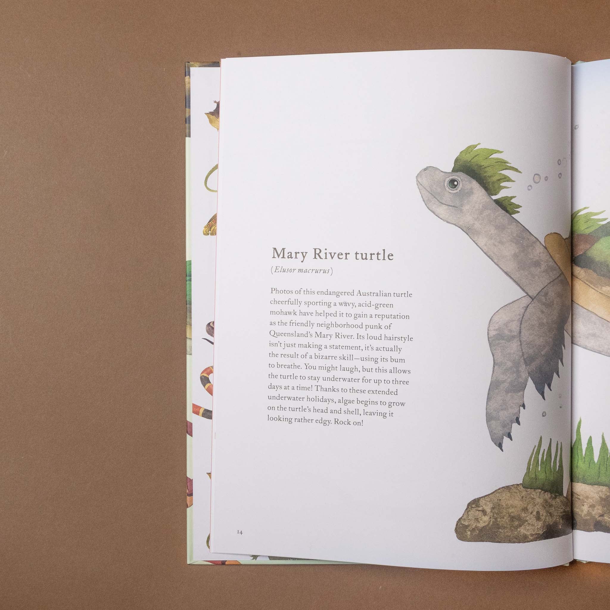 Open the-colorful-world-of-reptiles-book showing a page with an illustration of a Mary River turtle and text.