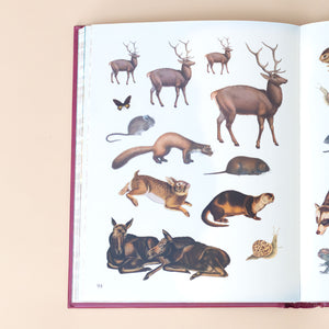 realistic-sticker-images-of-deer-mice-otter-elk-snail-butterfly