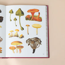 Load image into Gallery viewer, stickers-of-red-green-brown-and-yellow-mushrooms-of-different-types