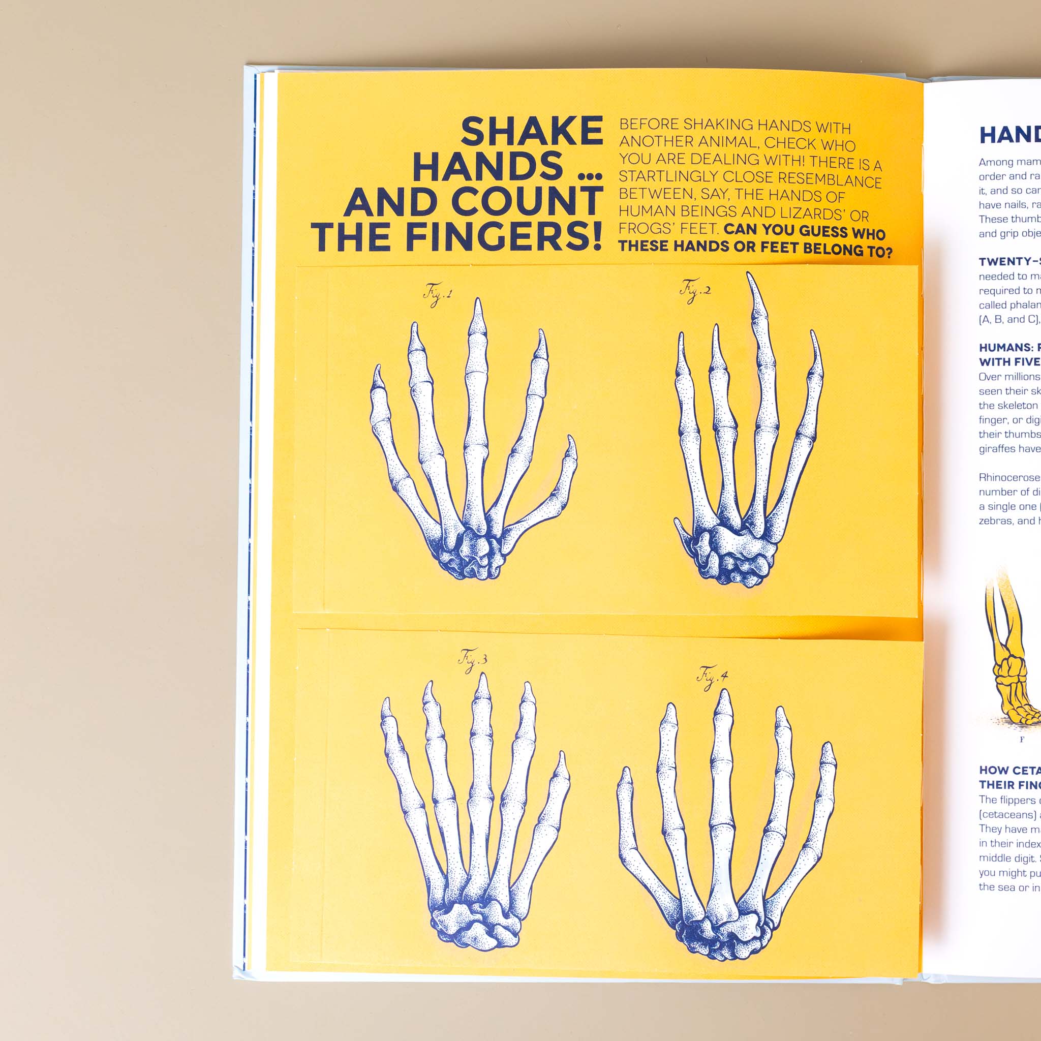 shake-hands-and-count-the-fingers-with-illustrations-of-different-animals-hand-bones