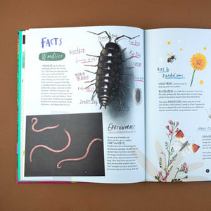interior-page-with-pictures-and-facts-about-woodlice-earthworms-bees-dandelions