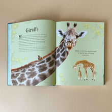 Load image into Gallery viewer, Interior-two-page-spread-about-Giraffes