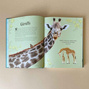 Interior-two-page-spread-about-Giraffes