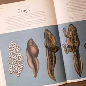interior-page-about-frogs