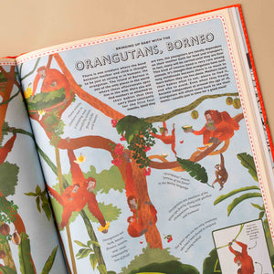 inside-page-orangutans-from-borneo