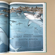 Load image into Gallery viewer, inside-page-about-great-white-sharks-in-south-africa