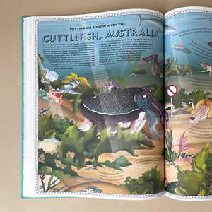 Atlas Of Ocean Adventures Book - Books (Children's) - pucciManuli