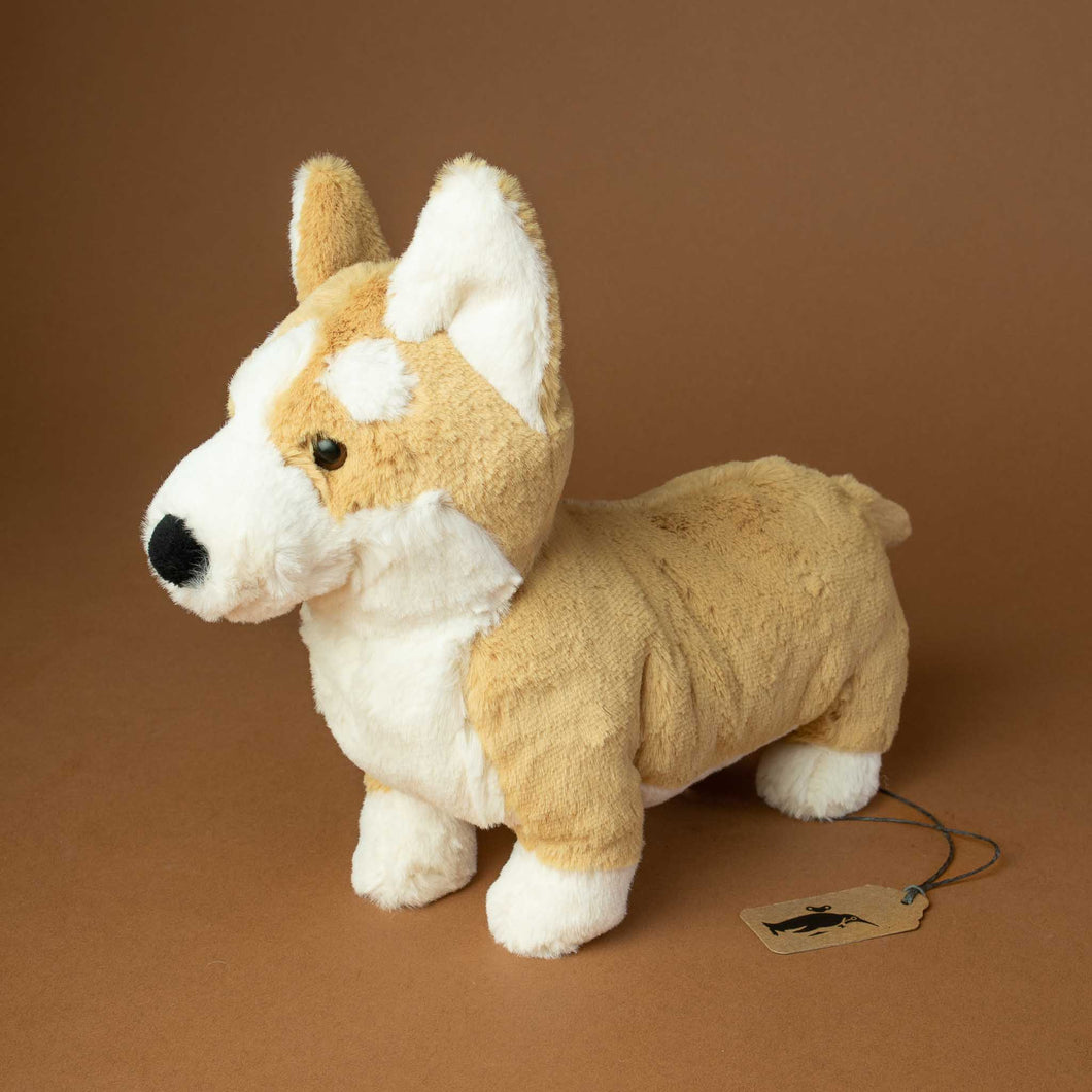 beige-and-white-corgy-dog-with-pointed-ears-and-black-nose