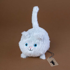    caboodle-kitten-grey-with-fluffy-grey-fur-and-blue-eyes