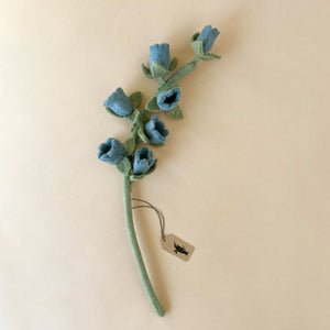 blue-felted-bellflower