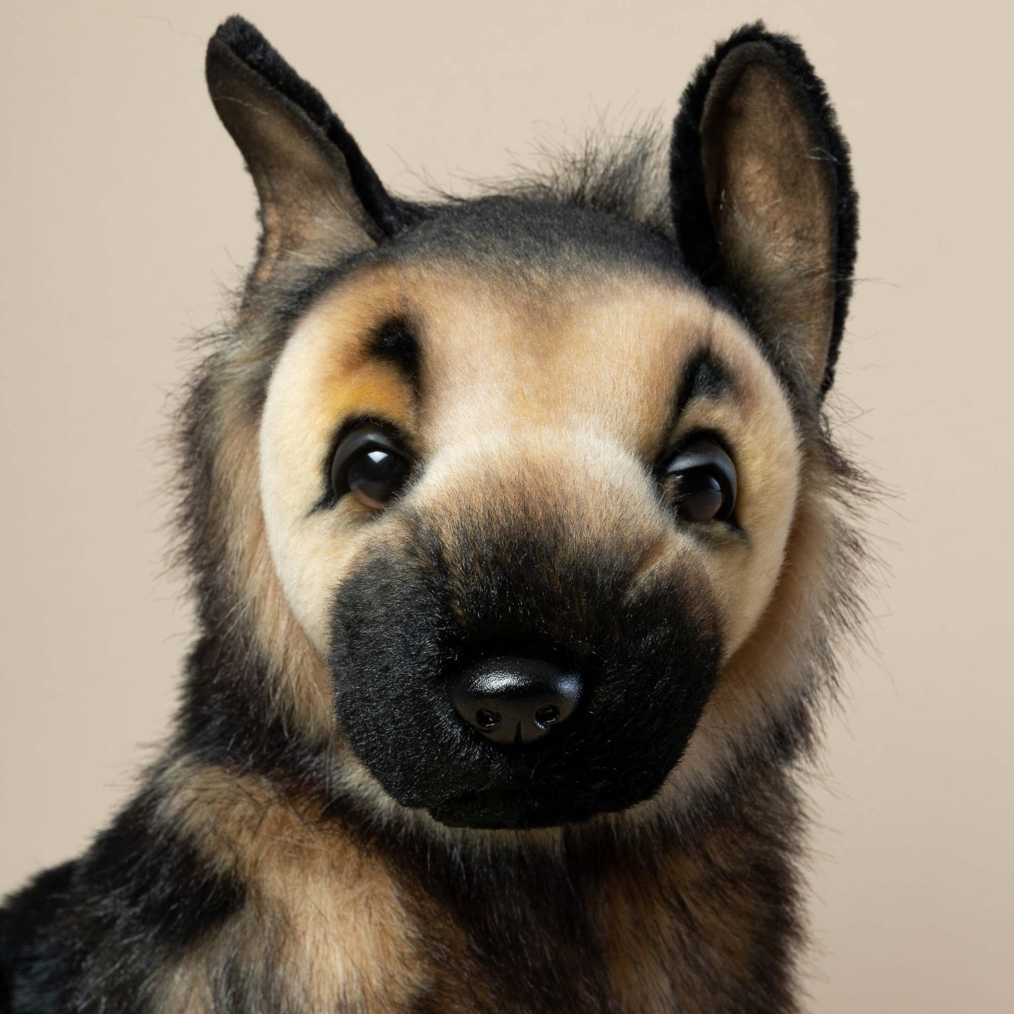 close-up-of-german-shepherd-face