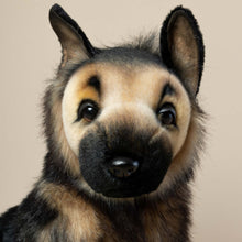 Load image into Gallery viewer, close-up-of-german-shepherd-face