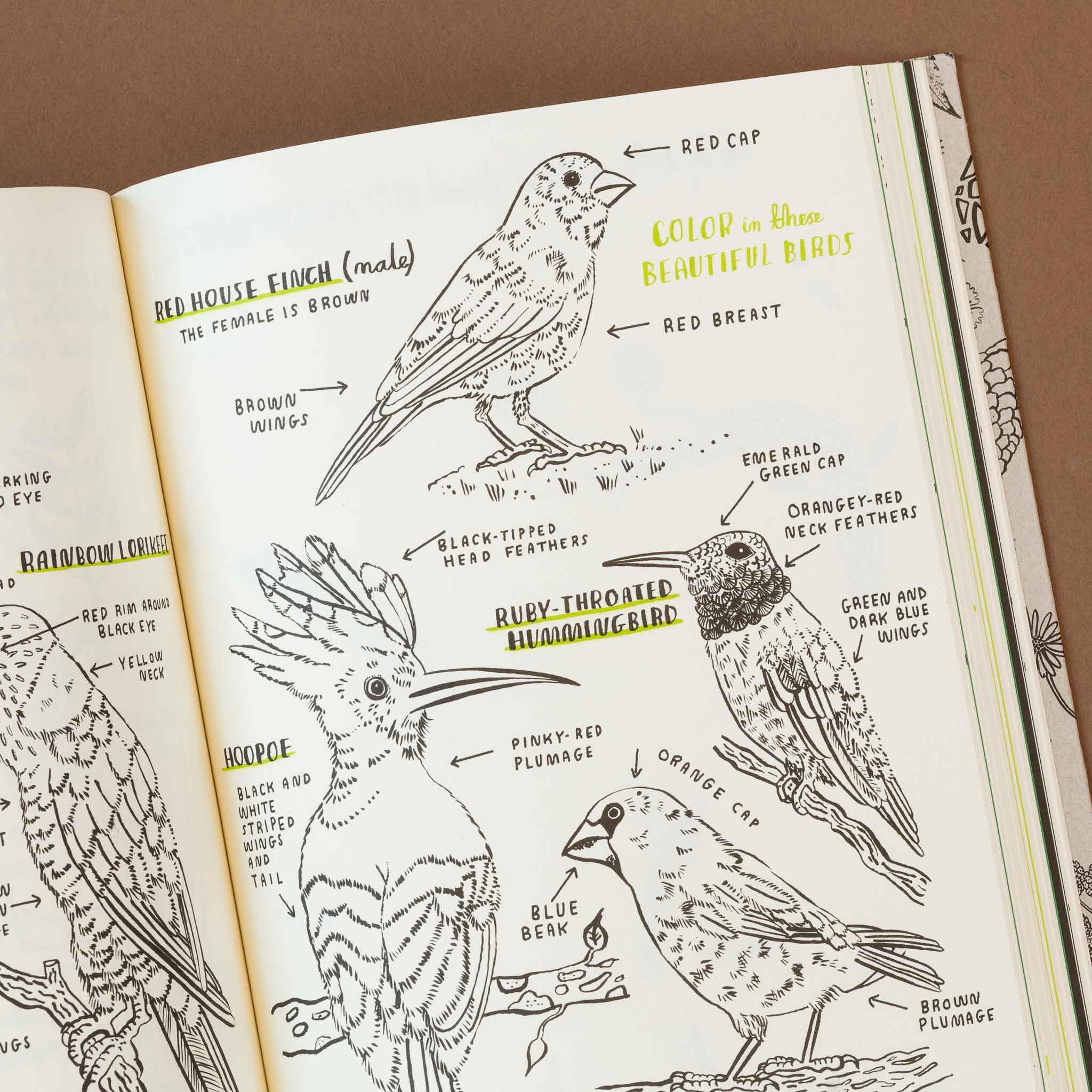 Hello Nature | Draw Color Make & Grow Activity Book - Arts & Crafts - pucciManuli