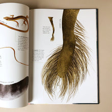 Load image into Gallery viewer, life-size-animals-book-illustration-of-a-hairy-elephant-tail-by-Rita-Mabel-Schiavo-and-Isabella-Grott