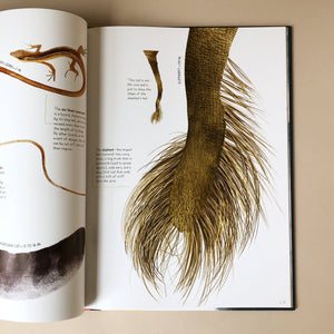 life-size-animals-book-illustration-of-a-hairy-elephant-tail-by-Rita-Mabel-Schiavo-and-Isabella-Grott