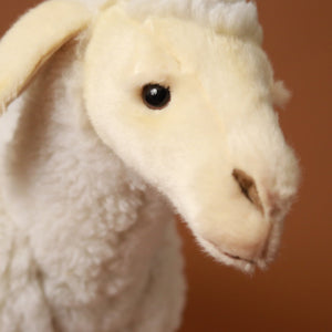 lamb-detail-face