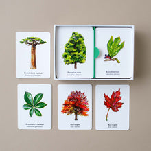 Load image into Gallery viewer, example-cards-baobab-red-maple-sassafras
