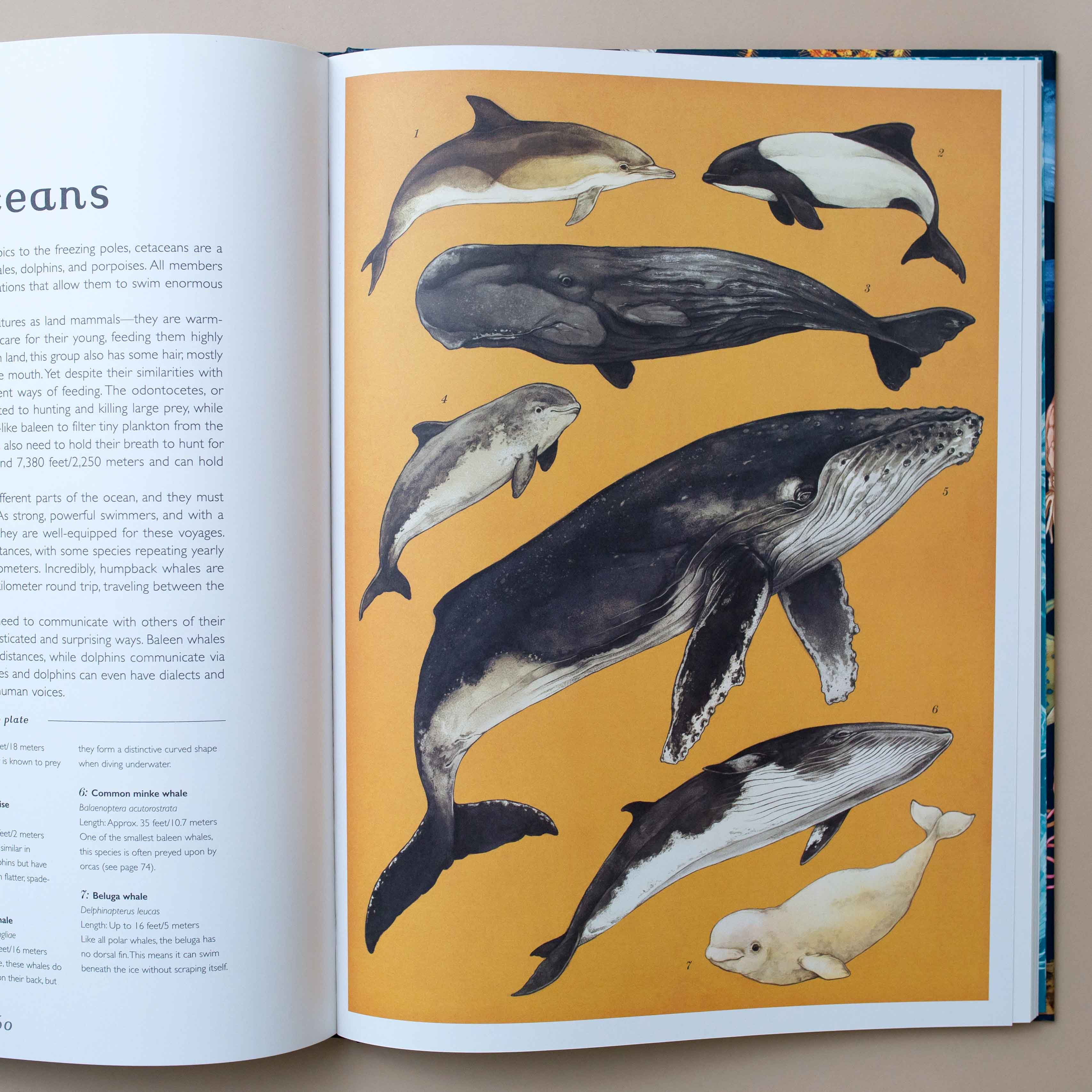 interior-page-about-whales