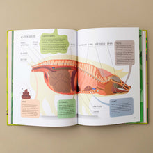 Load image into Gallery viewer, Pigology: The Ultimate Encyclopedia - Books (Children&#39;s) - pucciManuli