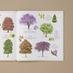 The Book of Amazing Trees - Books (Children's) - pucciManuli