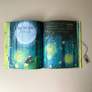 the-brilliant-book-of-bugs-illustrated-pages