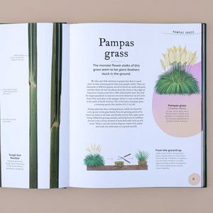 inside-pages-pampas-grass